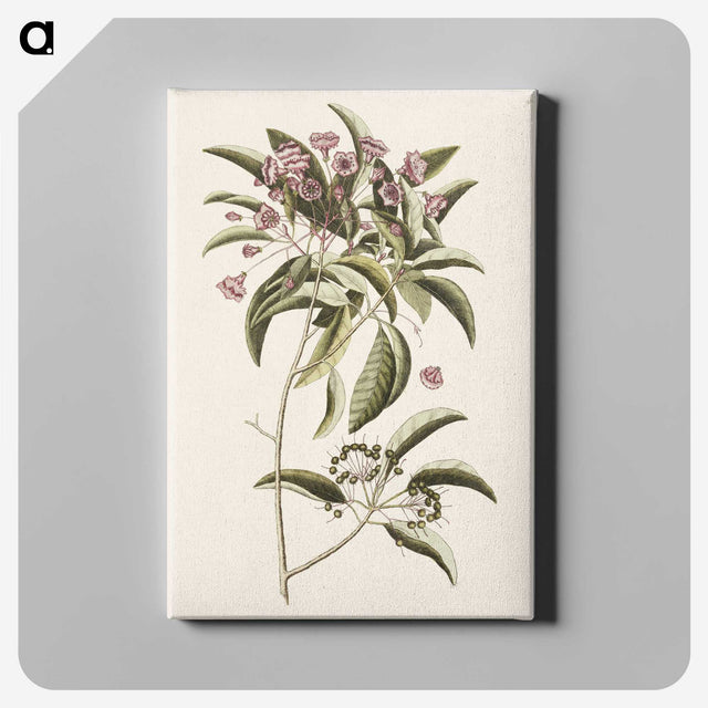 1-40_Mark-Catesby_canvas