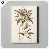 アートパネル-Mountain Laurel
 - マーク ケイツビー Canvas.