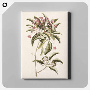 アートパネル-Mountain Laurel
 - マーク ケイツビー Canvas.