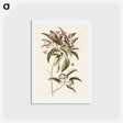 アートポストカード-Mountain Laurel
 - マーク ケイツビー Postcard.