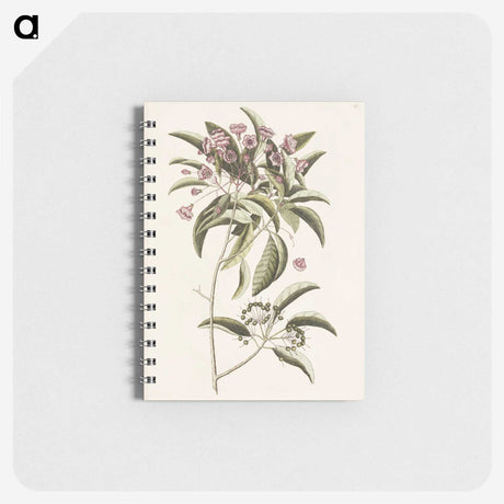 1-40_Mark-Catesby_memo