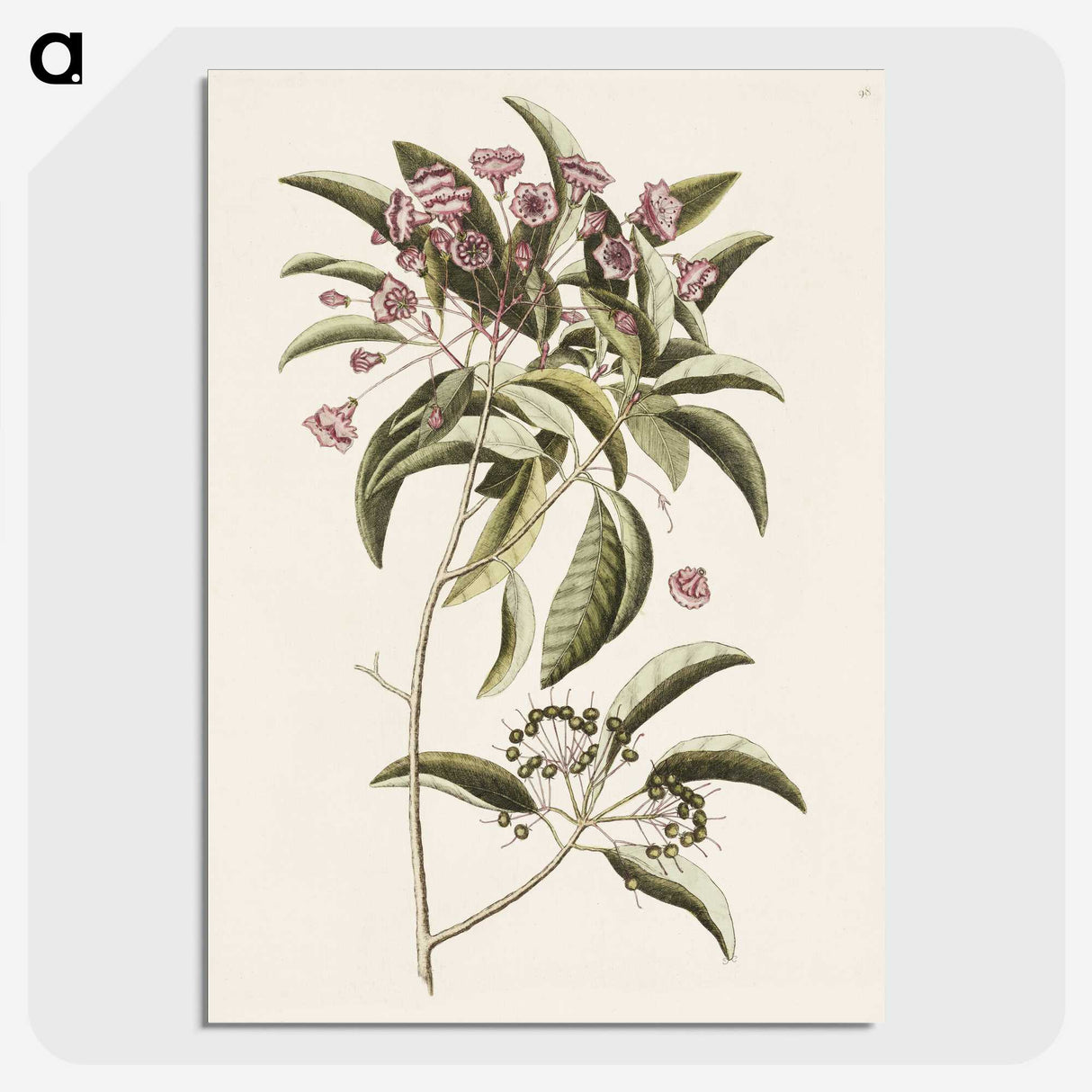 1-40_Mark-Catesby_picture-crop