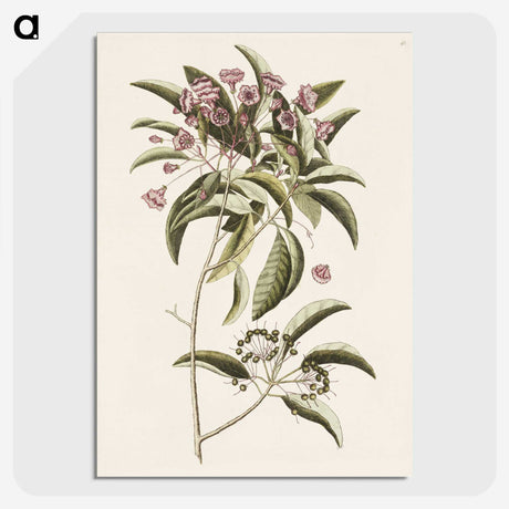 1-40_Mark-Catesby_picture-crop