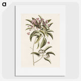 1-40_Mark-Catesby_picture