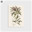 1-40_Mark-Catesby_postcard