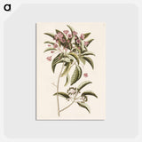 アートポストカード-Mountain Laurel
 - マーク ケイツビー Postcard.