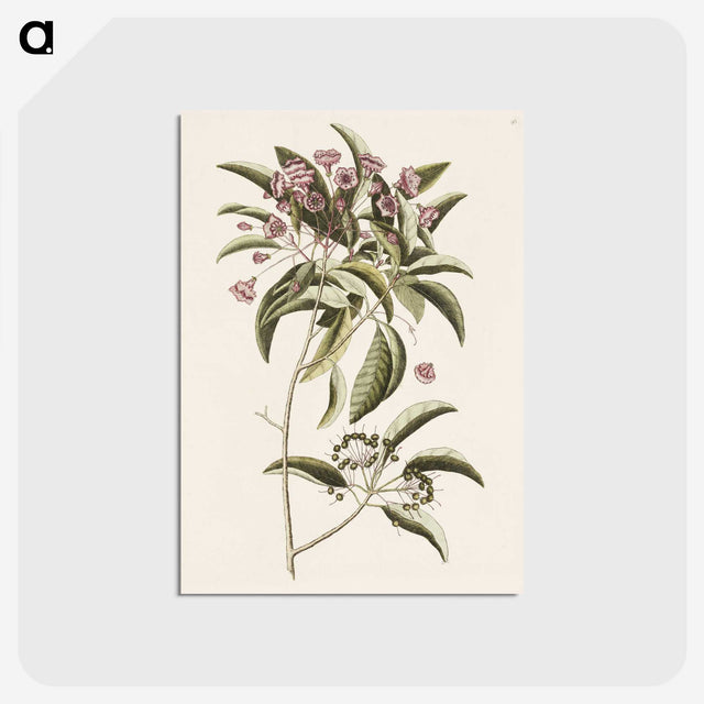 1-40_Mark-Catesby_postcard