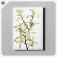 1-40_Mary-Vaux-Walcott_canvas