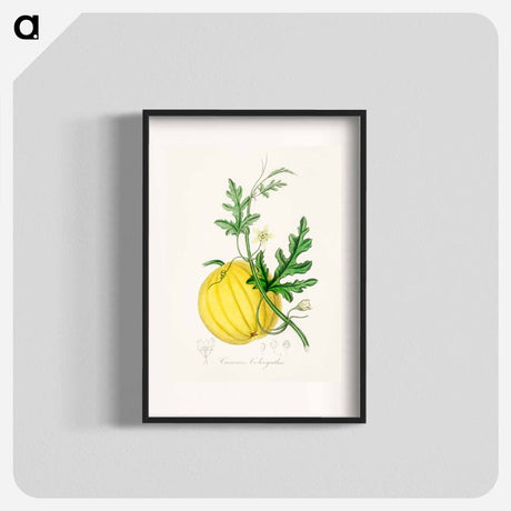 アートポスター-Cucumis colocynthis Illustration
 - 薬用植物学 Poster.