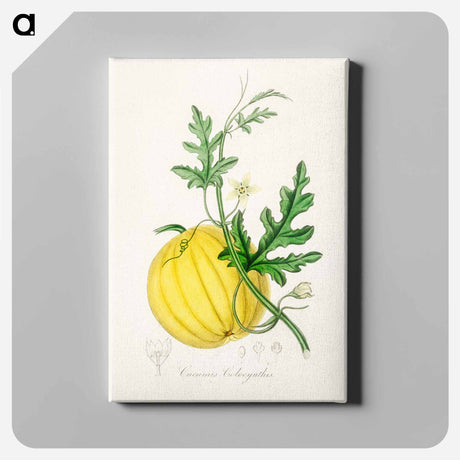 アートパネル-Cucumis colocynthis Illustration
 - 薬用植物学 Canvas.