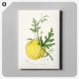 1-40_Medical-Botany_canvas