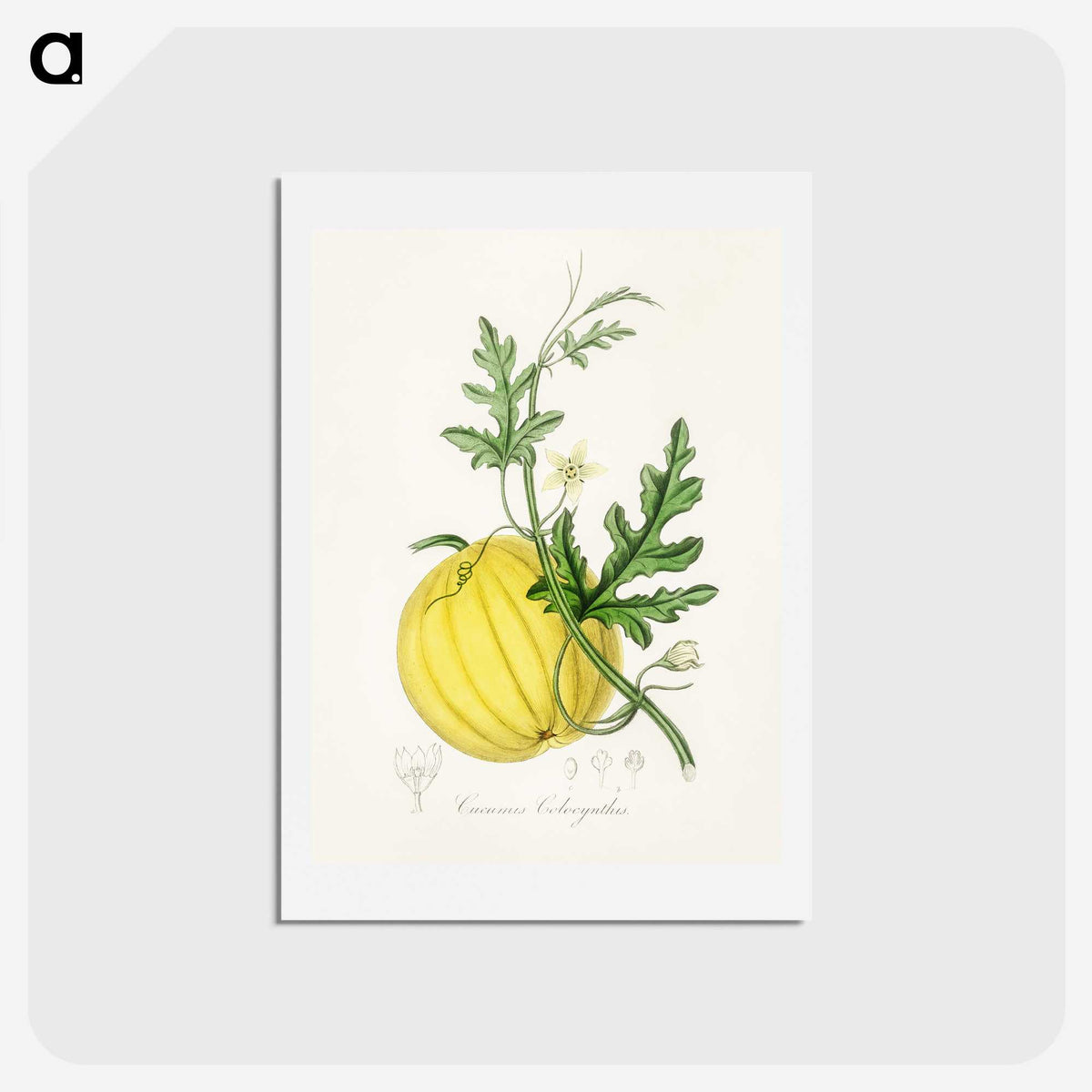 1-40_Medical-Botany_hagaki