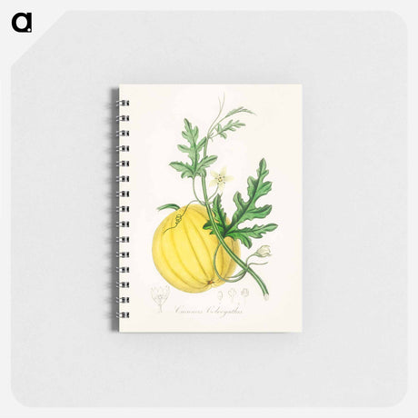 アートメモ帳-Cucumis colocynthis Illustration
 - 薬用植物学 Memo.