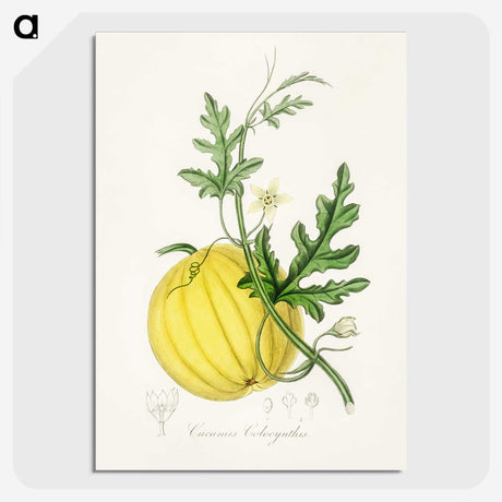 1-40_Medical-Botany_picture-crop