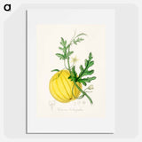 アートポスター-Cucumis colocynthis Illustration
 - 薬用植物学 Poster.
