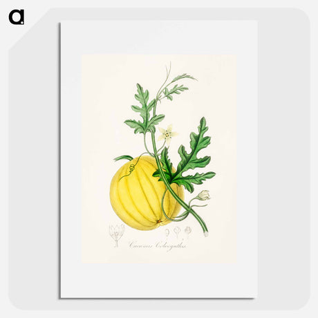 アートポスター-Cucumis colocynthis Illustration
 - 薬用植物学 Poster.