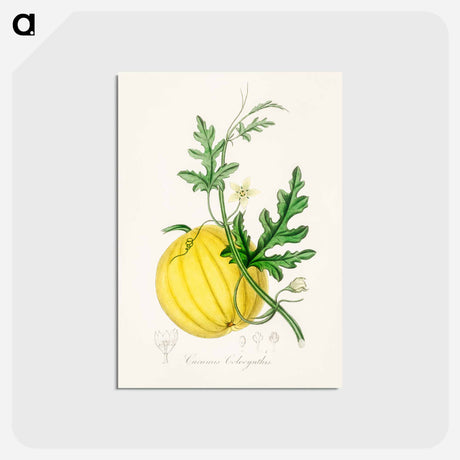 アートポストカード-Cucumis colocynthis Illustration
 - 薬用植物学 Postcard.