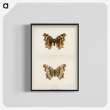 1-40_Moths-and-Butterflies-of-the-United-States_blk-crop