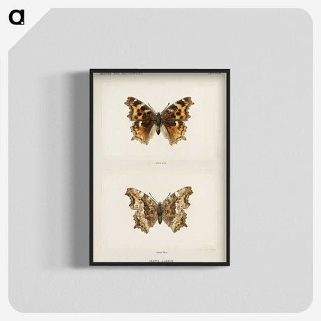 1-40_Moths-and-Butterflies-of-the-United-States_blk-crop