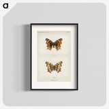 1-40_Moths-and-Butterflies-of-the-United-States_blk