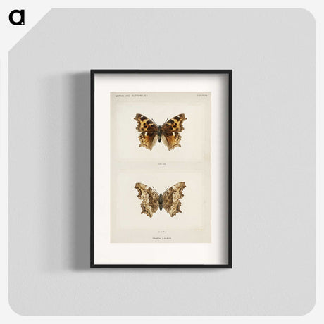 1-40_Moths-and-Butterflies-of-the-United-States_blk