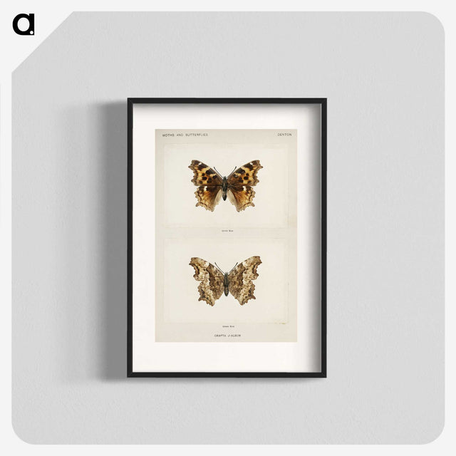 1-40_Moths-and-Butterflies-of-the-United-States_blk