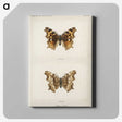 1-40_Moths-and-Butterflies-of-the-United-States_canvas