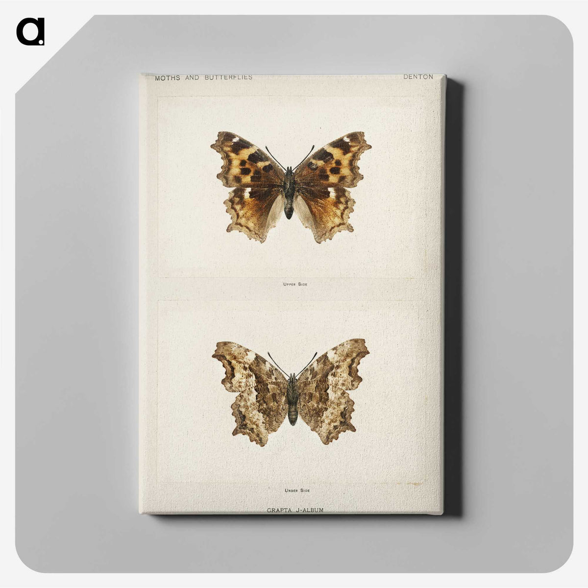 1-40_Moths-and-Butterflies-of-the-United-States_canvas
