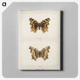 1-40_Moths-and-Butterflies-of-the-United-States_canvas