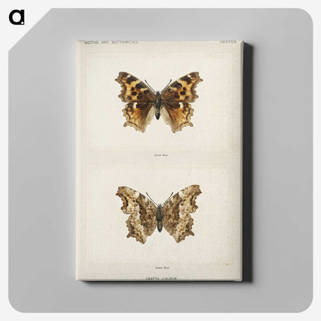 1-40_Moths-and-Butterflies-of-the-United-States_canvas