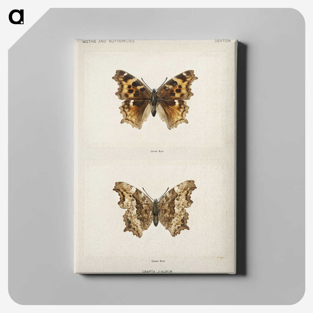 1-40_Moths-and-Butterflies-of-the-United-States_canvas
