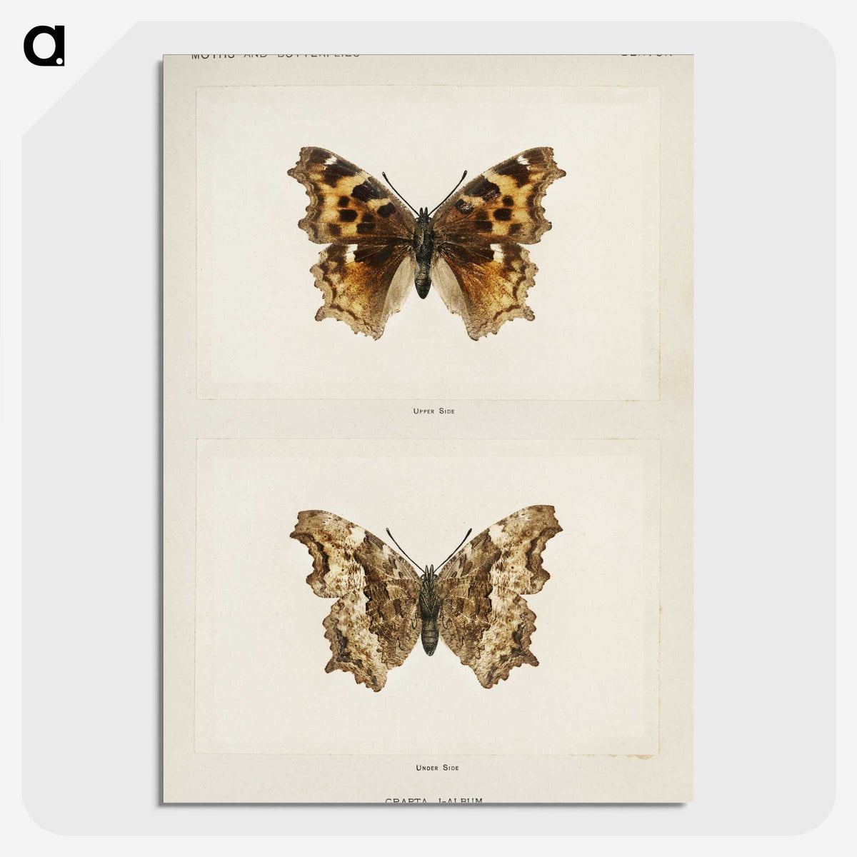 1-40_Moths-and-Butterflies-of-the-United-States_picture-crop