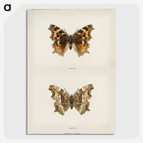 1-40_Moths-and-Butterflies-of-the-United-States_picture-crop