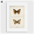 1-40_Moths-and-Butterflies-of-the-United-States_picture