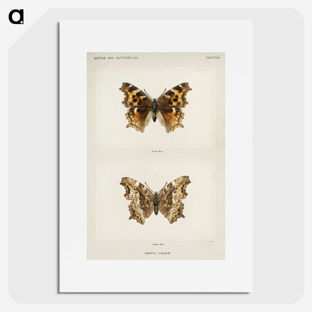 1-40_Moths-and-Butterflies-of-the-United-States_picture