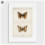 1-40_Moths-and-Butterflies-of-the-United-States_picture