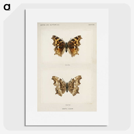1-40_Moths-and-Butterflies-of-the-United-States_picture