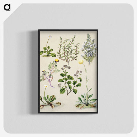 1-40_Native-Flowering-Plants-of-New-Zealand_blk-crop