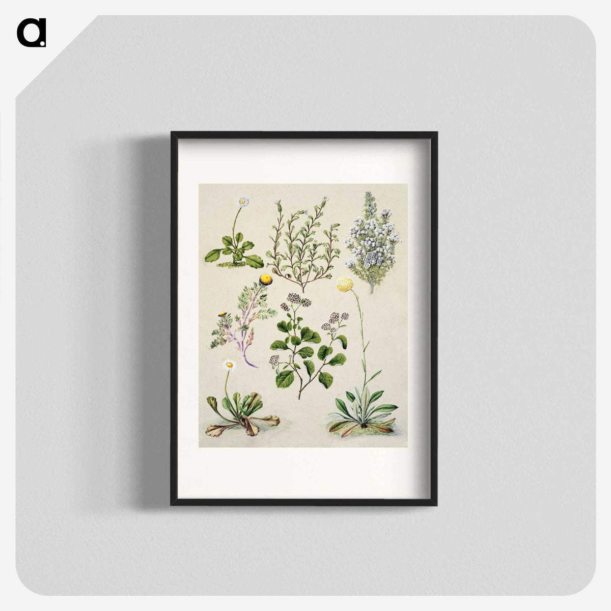 1-40_Native-Flowering-Plants-of-New-Zealand_blk