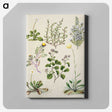 1-40_Native-Flowering-Plants-of-New-Zealand_canvas