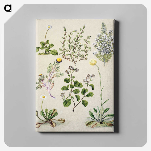 1-40_Native-Flowering-Plants-of-New-Zealand_canvas