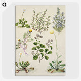 1-40_Native-Flowering-Plants-of-New-Zealand_picture-crop