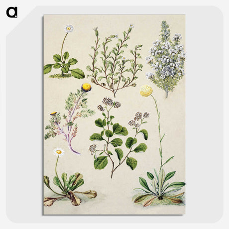 1-40_Native-Flowering-Plants-of-New-Zealand_picture-crop