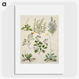 1-40_Native-Flowering-Plants-of-New-Zealand_picture