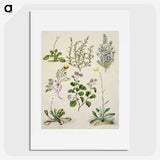 1-40_Native-Flowering-Plants-of-New-Zealand_picture
