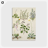 1-40_Native-Flowering-Plants-of-New-Zealand_postcard