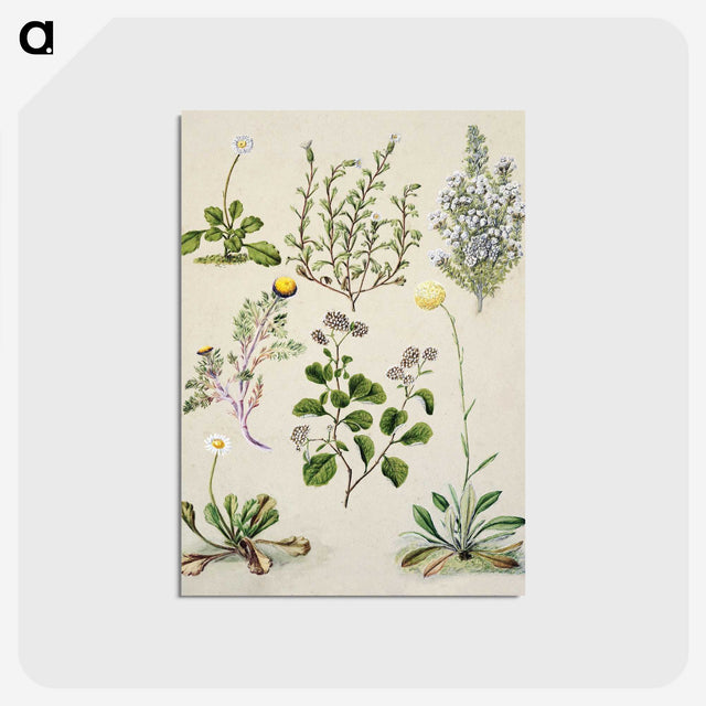 1-40_Native-Flowering-Plants-of-New-Zealand_postcard