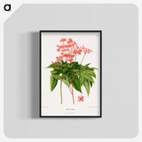 1-40_Nederlandsche-Flora-en-Pomona_blk-crop