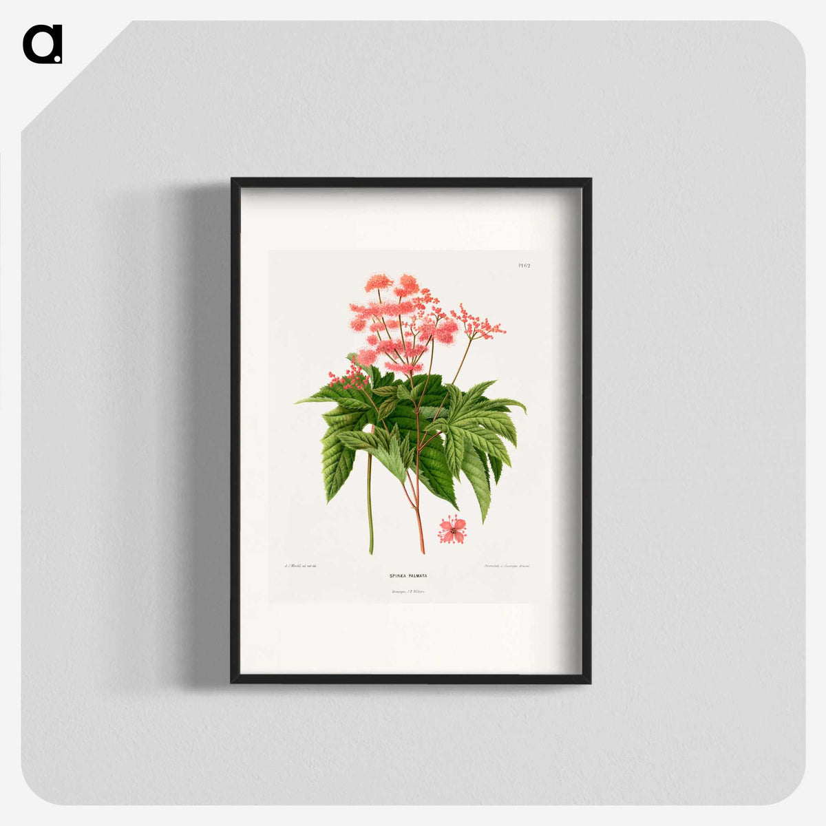 1-40_Nederlandsche-Flora-en-Pomona_blk