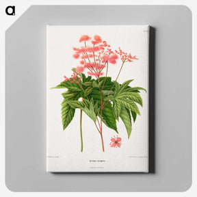 1-40_Nederlandsche-Flora-en-Pomona_canvas